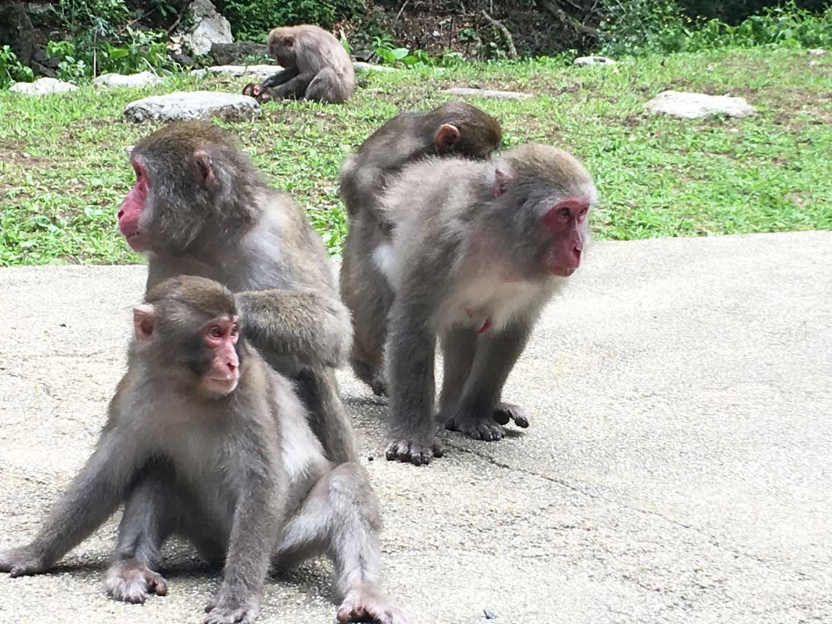 神庭の滝で野生の猿に会おう。猿が出やすい時期や事前確認方法をご紹介