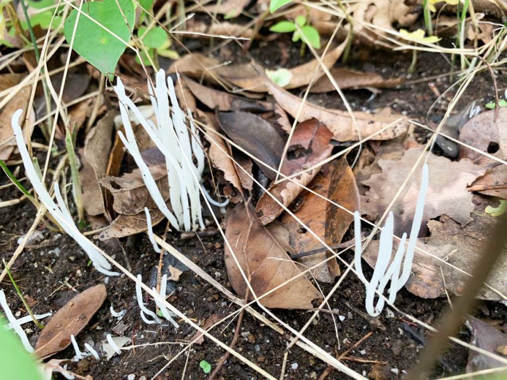 白くて細い ひょろひょろと長く生えているのは何きのこ 名称や特徴を紹介