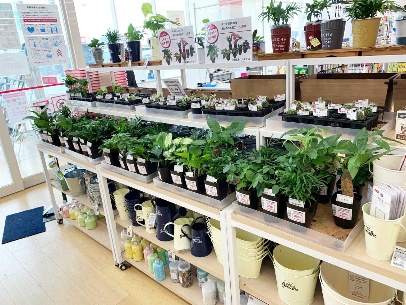 ダイソーで販売している観葉植物の種類 価格一覧をご紹介